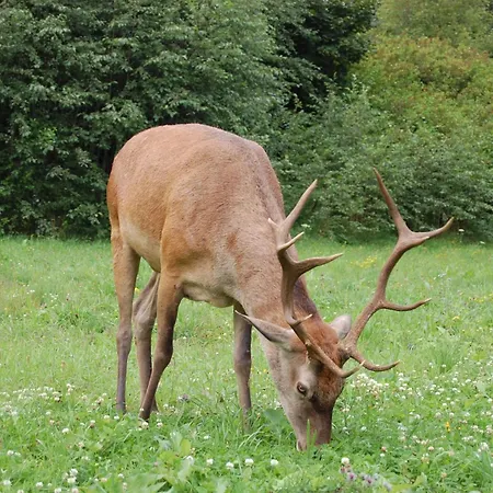 Penzion Simi Tatranská Lomnica